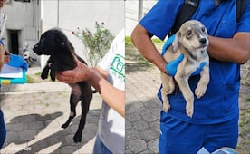 Rescatan a 13 perritos en condiciones de abandono en Puebla; inician investigación contra un sujeto