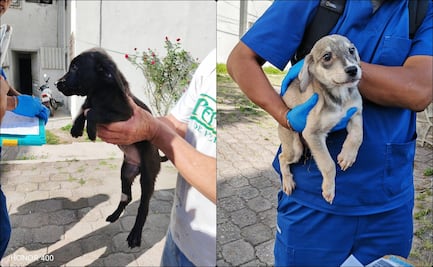 Rescatan a 13 perritos en condiciones de abandono en Puebla; inician investigación contra un sujeto