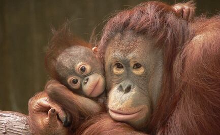 Destinan vacunas contra coronavirus para 9 simios en zoológico de Estados Unidos