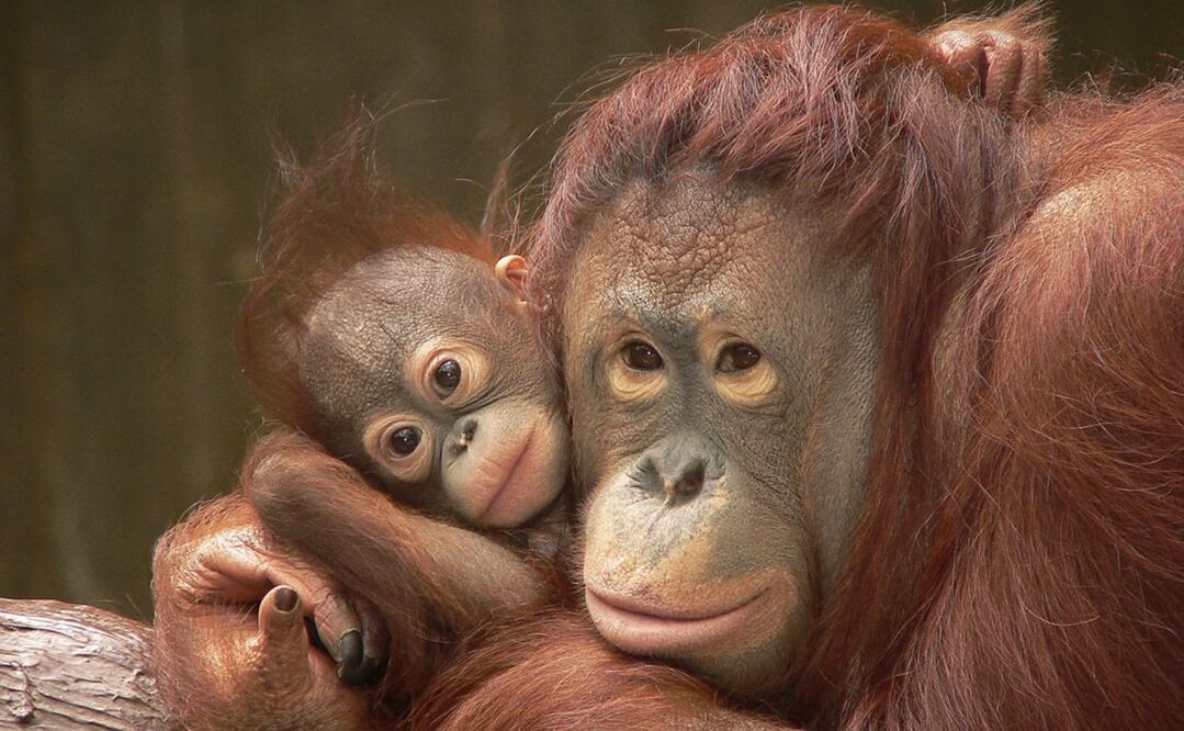 Imagen ilustrativa. Foto: Archivo/EL UNIVERSAL