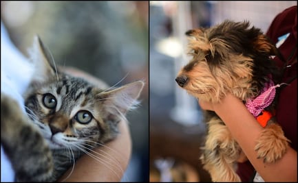 Desde 2018, suman 563 perros y gatos adoptados en Puebla