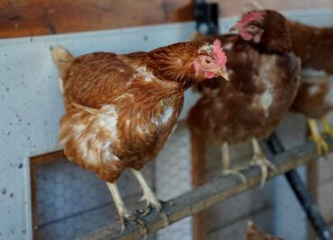 EU importa huevo de Corea del Sur y Turquía por escasez; gripe aviar dispara precios