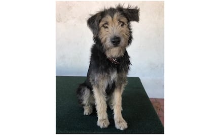 De perro callejero a estrella canina de Hollywood