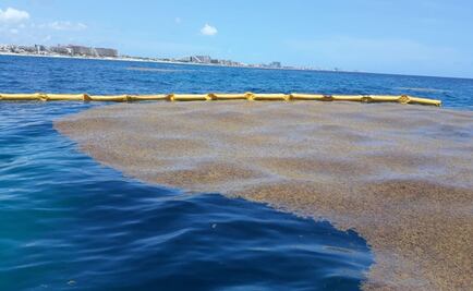 Quintana Roo gestiona recursos para contención futura de sargazo