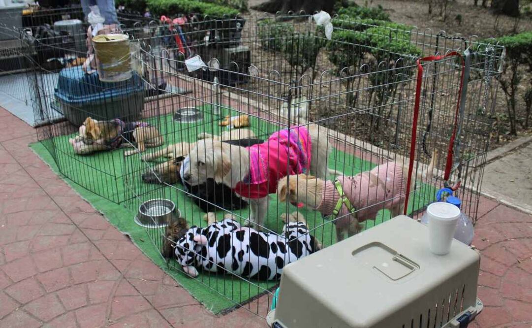 Entre los animales encontrados por autoridades de la alcaldía Cuauhtémoc estaban 56 perros y ocho gatos. Foto: Especial