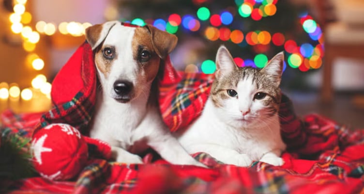 ¿Cómo cuidar a tus mascotas en Navidad y evitar el estrés? Esto dice experto en conducta animal
