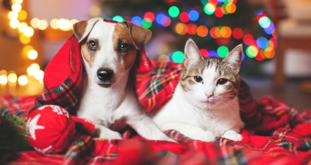 Descubre las mejores técnicas para evitar picos de ansiedad durante las fiestas decembrinas. Foto: Especial