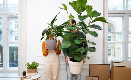 Los dos tipos de plantas que son duraderas y de poco mantenimiento