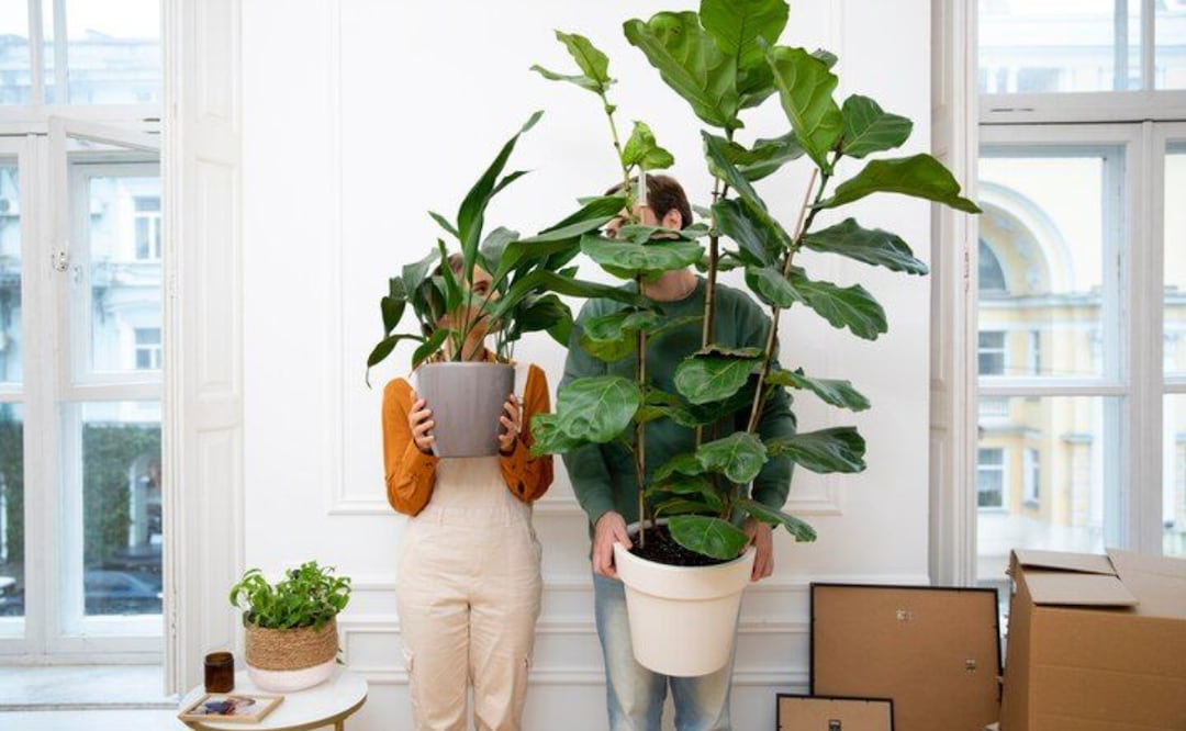 La Haworthia comptoniana y Ceropegia woodii, se han convertido en la planta perfecta para el hogar. Fuente: Freepik.