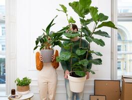 5 Plantas para refrescar tu hogar y purificar el aire de forma natural