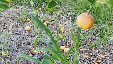 “Otro día de corte de limón, sin corte y se resiente”