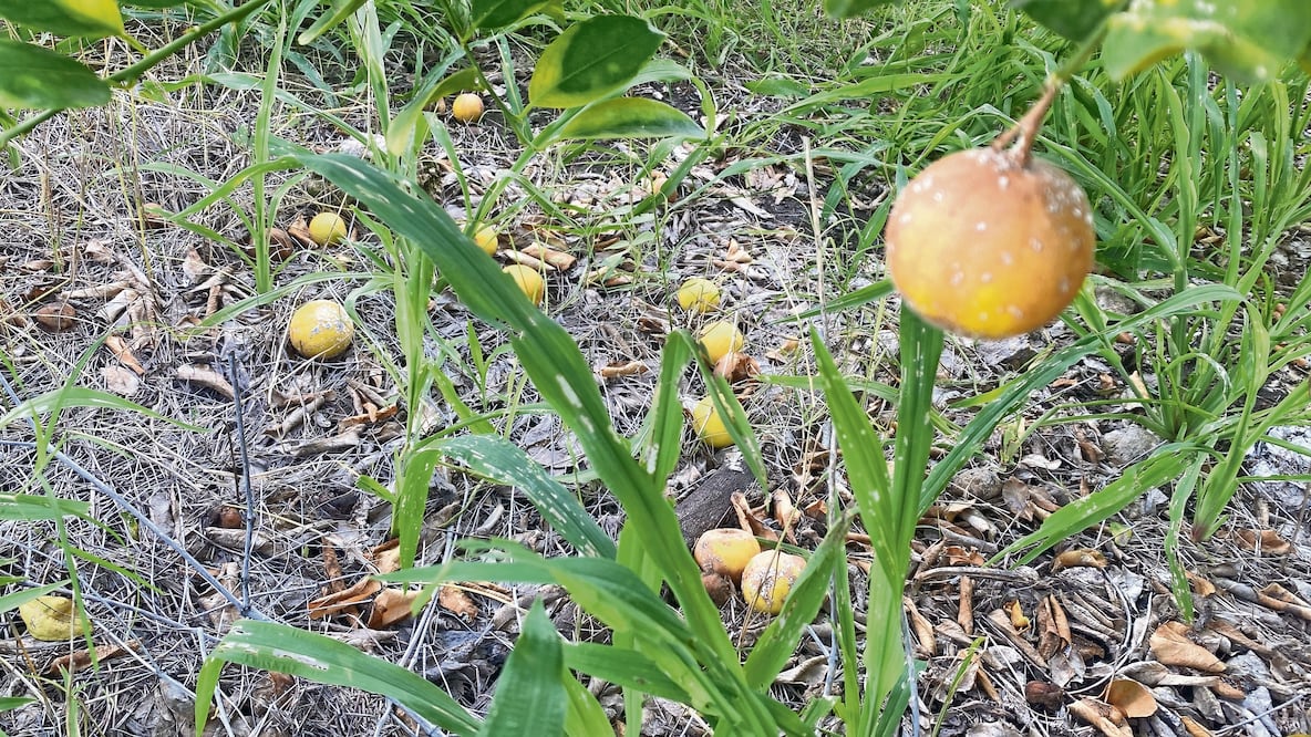 Los campos de limón permanecen desolados. La fruta cae y se pudre, mientras los jornaleros esperan un acuerdo de los productores y autoridades para volver a trabajar. Foto: de Carlos Arrieta. El Universal