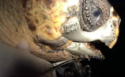 Realizan prótesis en 3D para una tortuga