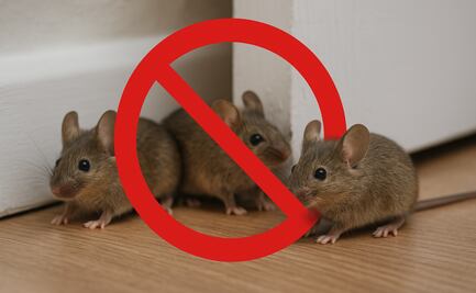 Descubre el truco de limpieza que la IA recomienda para decir adiós a las ratas