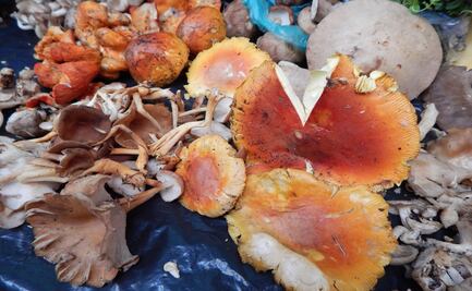 Recolección de hongos en Santo Domingo Ocotitlán, Tepoztlán