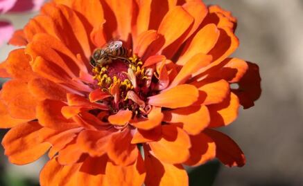 Hidalgo, tercer lugar en producción de flor de Cempasúchil; preparan festival de las flores