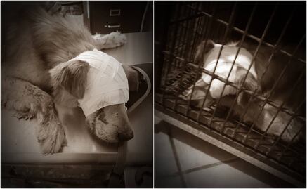 Pican ojos y dejan ciego a “Zeus”, perrito callejero en Atzompa, Oaxaca; convocan a marcha