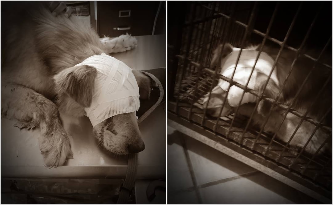 Zeús, perrito víctima de crueldad animnal en Oaxaca. Foto: Especial.