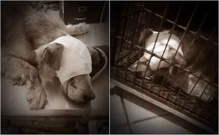 Pican ojos y dejan ciego a “Zeus”, perrito callejero en Atzompa, Oaxaca; convocan a marcha