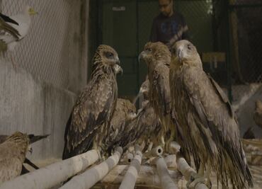 ¿Qué ver?: "Todo lo que respira", un testimonio del colapso ecológico y social