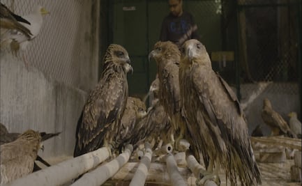 ¿Qué ver?: "Todo lo que respira", un testimonio del colapso ecológico y social