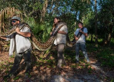 Científicos, sorprendidos: hallan caimán de 1.5 metros dentro de una pitón
