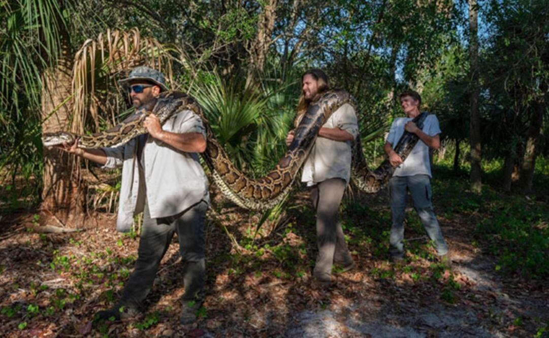 Las pitones birmanas son una especie invasora que amenazan el equilibrio ecológico en los Everglades de Florida. Foto: EFE
