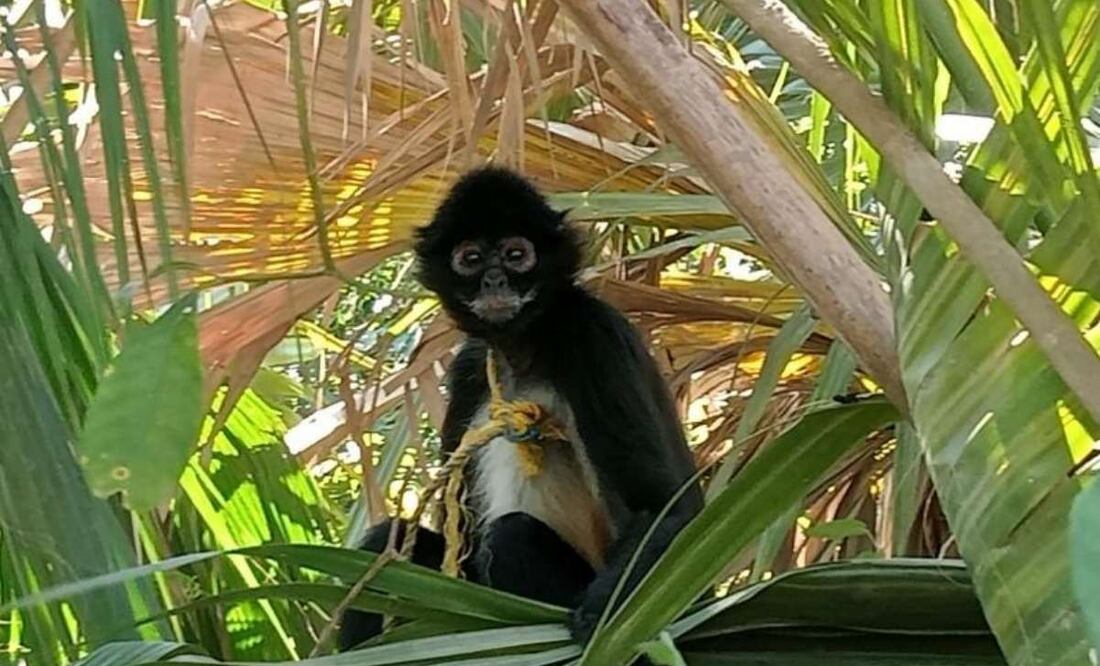 ONG y Profepa resguardan a mono araña que fue capturado para domesticación en Tabasco. Foto: Especial