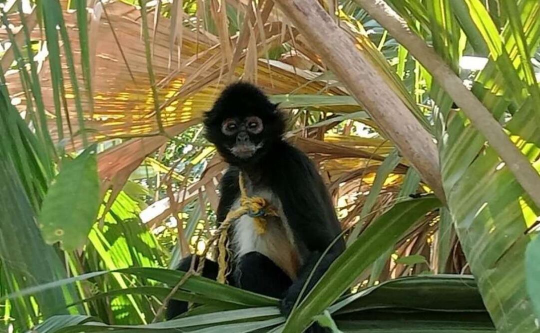 ONG y Profepa resguardan a mono araña que fue capturado para domesticación en Tabasco. Foto: Especial