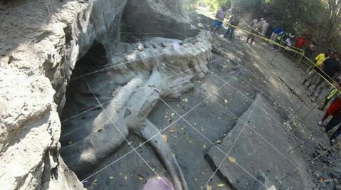 Encuentran fósil de animal prehistórico en Guerrero