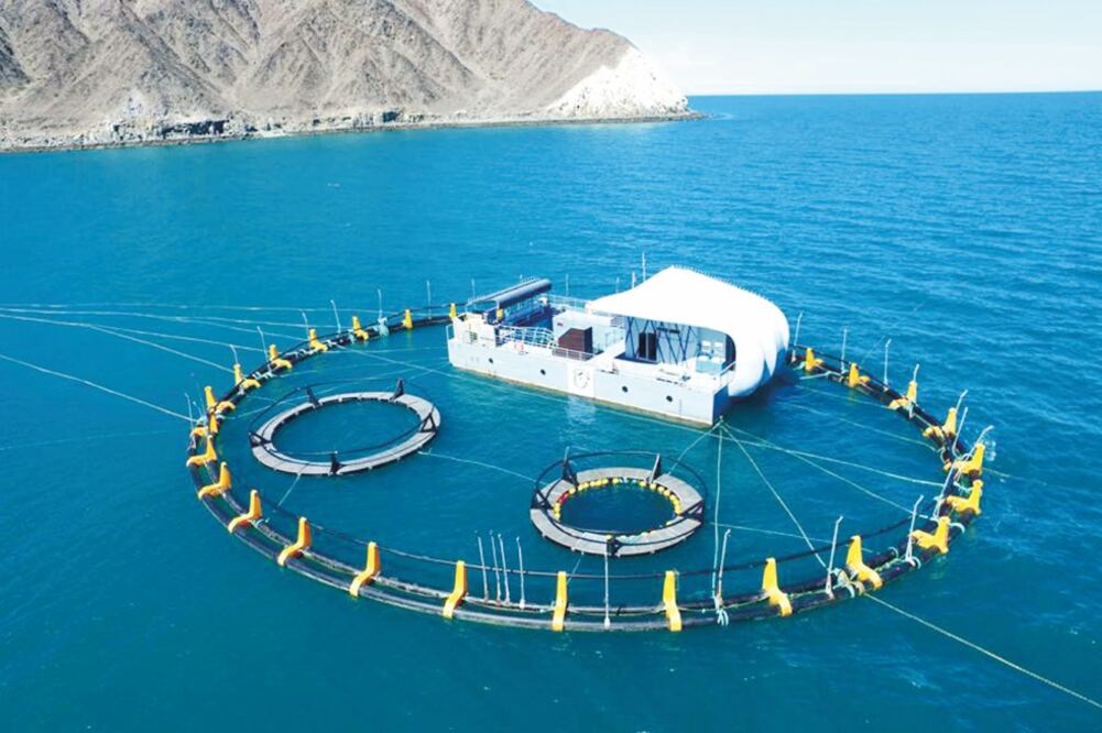 En su afán de salvaguardar al único mamífero marino mexicano, el equipo de CPR Vaquita apostó por la reproducción en cautiverio y falló (ESPECIAL SEMARMAT)