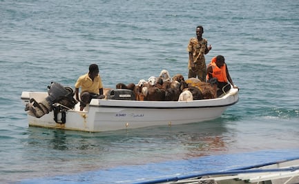 Más de 15 mil ovejas mueren ahogadas tras naufragio en Sudán