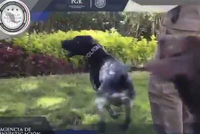 PGR recibe 30 caninos especializados