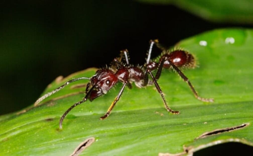 7 datos increíbles sobre el Amazonas, contados por un local