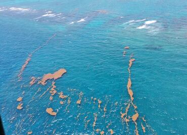 Recolecta Semar 13 mil toneladas de sargazo en playas de Quintana Roo