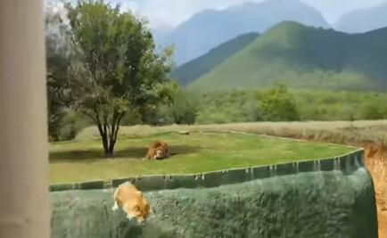 Saludable, leona que saltó a fosa de seguridad en zoo de NL