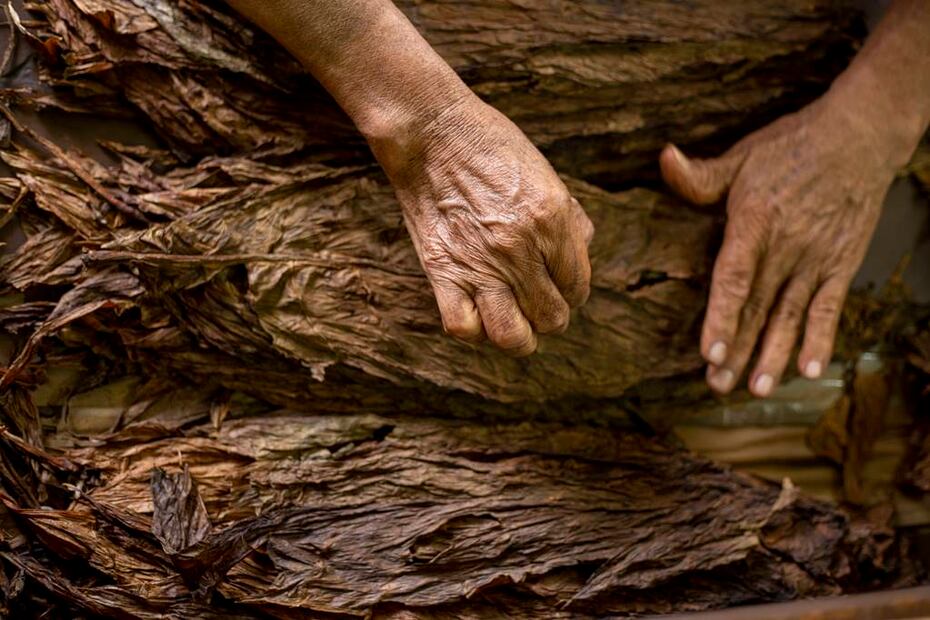 Proceso de elaboración de puros