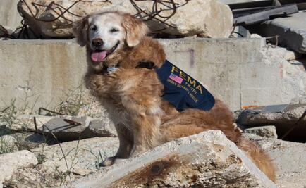 Muere perra rescatista del 11-S