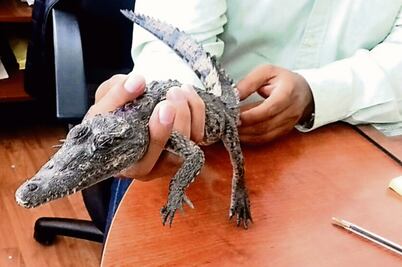 Aseguran 6 mil huevos de tortuga en Oaxaca