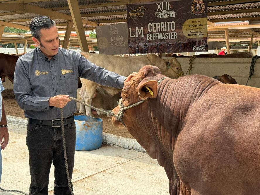 Samuel García, se incrementó de 17 a 25 mil pesos por ejemplar, el apoyo a los ganaderos para la adquisición de sementales. Foto Especial