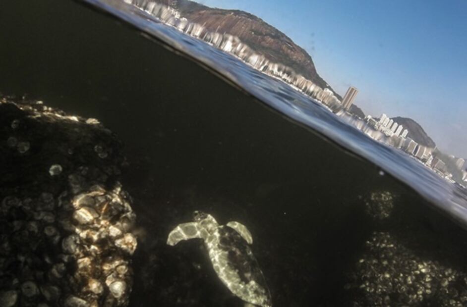 Cuarentena por Covid-19 descontamina aguas de icónica bahía en Brasil