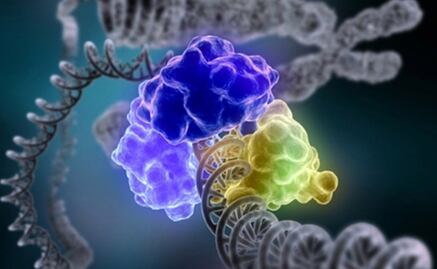 Trasplante mitocondrial podría evitar enfermedades hereditarias