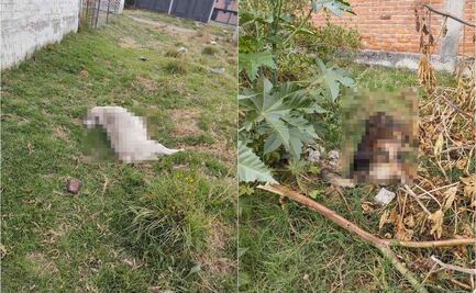 Denuncian envenenamiento de perros callejeros en Chalco, uno de los lomitos estaba a punto de dar a luz 