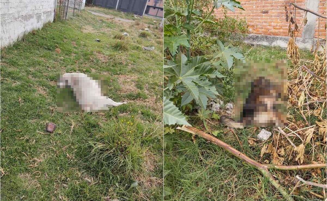 El Código Penal en el Estado de México establece de seis meses a cuatro años de prisión por maltrato animal. Foto: Especial