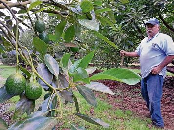 Sequía pega a producción de aguacate al sur de Edomex