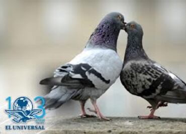 Por sobrepoblación alimentan a palomas con anticonceptivos