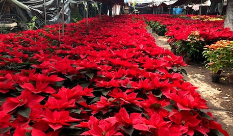 FOTOS: Cinco variedades de nochebuena se producen en Xochimilco; compiten con plantas de otros estados