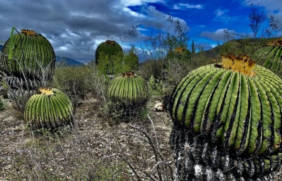 En Hidalgo recorre la Barranca de Metztitlán y sus increíbles paisajes