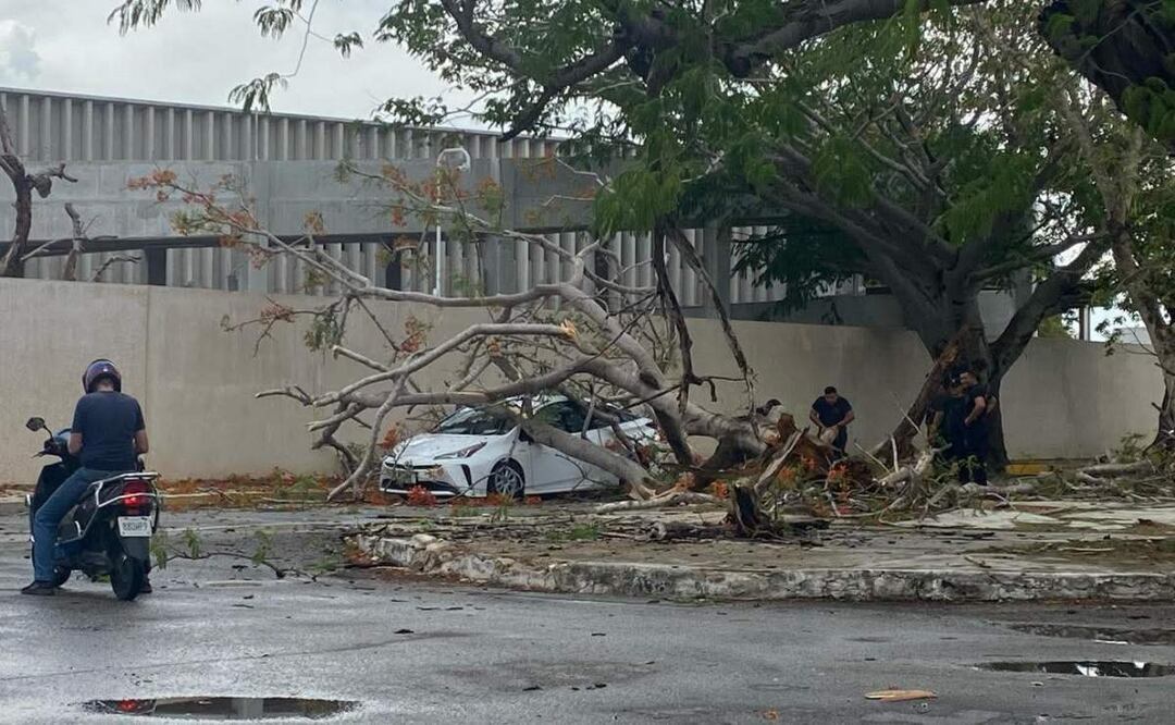Caída de árbol debido a fuertes lluvias registradas en Mérida, Yucatán (18/06/2025). Foto: Especial