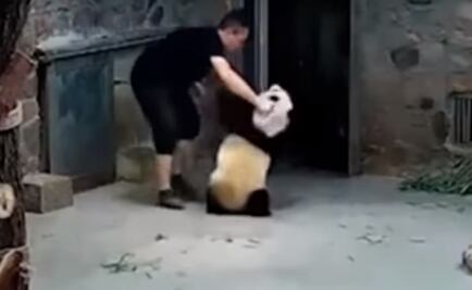Indigna maltrato a pandas en centro de reproducción chino